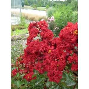  WHITCOMB CRAPEMYRTLE SIREN RED / 7 gallon Potted Patio 