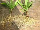 Fruit tree seedlings, palm tree seedlings items in Merseeco Seeds for 