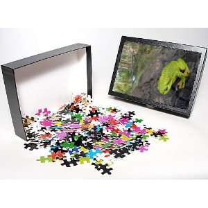 Jigsaw Puzzle of AUS  Magnificent Tree frog   in riparian habitat 