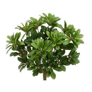  16 Pittosporum Bush w/384 Lvs. Green (Pack of 6)