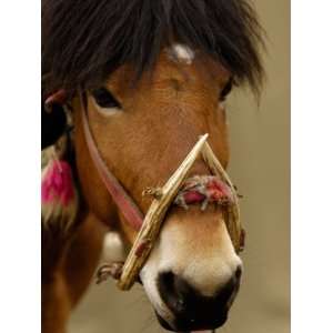  Horse at the Horse Racing Festival, Zhongdian, Deqin 