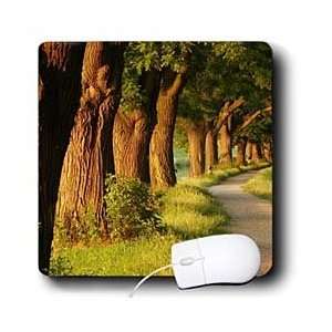  TNMGraphics Scenic   Wooded Lane   Mouse Pads Electronics