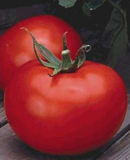 Better Boy Tomato 48 Plants   One of the Best   ORDER NOW  