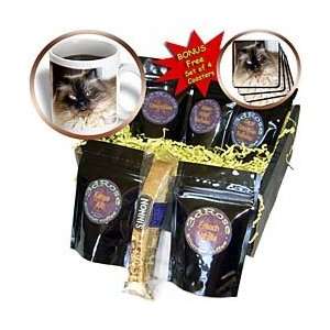 WhiteOak Photography Cats   Siamese cat on Chair   Coffee Gift Baskets 